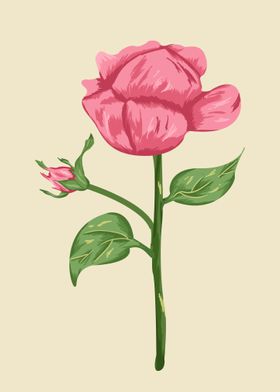 Rose Pink Botanical Art