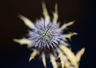 Wild flower blossom macro