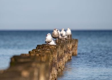 Seagulls Enjoy The Sun