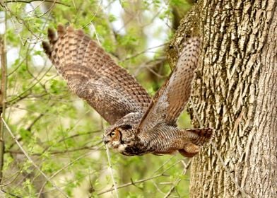 Great horned on the hunt