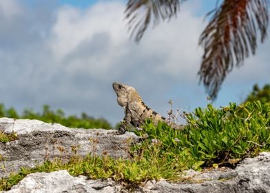 Black Spiny Tailed Iguana