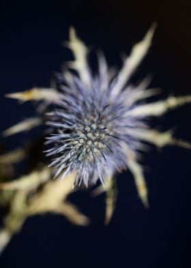 Wild flower blossom macro