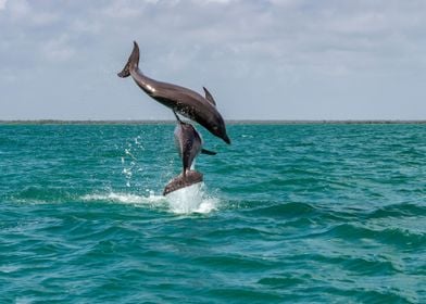 Wildlife Jumping Dolphins