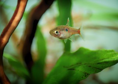 Rasbora aquarium fish