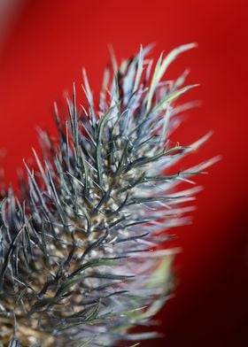 Flower eryngium alpinum