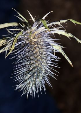 Wild flower blossom macro