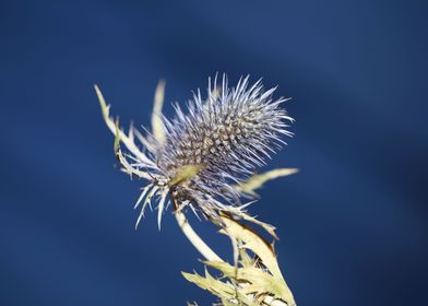 Flower blossoming eryngium