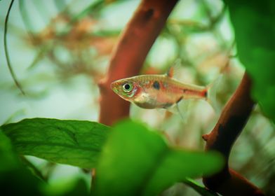 Rasbora aquarium fish