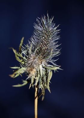 Eryngium alpinum flowering