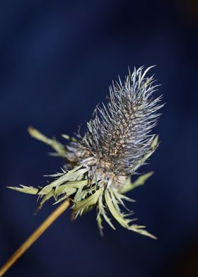 Eryngium alpinum flowering