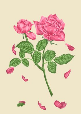 Rose Pink Botanical Art