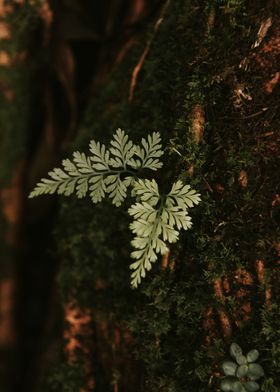 dark brown fern