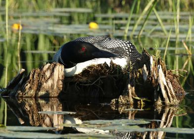 Nesting mother loon