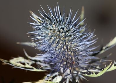 Wild flower blossom macro