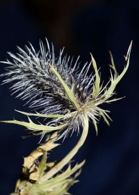 Wild flower blossom macro