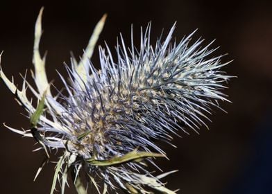 Wild flower blossom macro