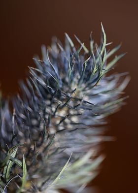 Flower eryngium alpinum