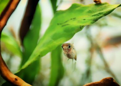 Rasbora aquarium fish