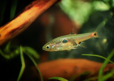 Rasbora aquarium fish