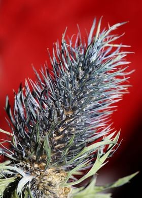 Purple eryngium flowering