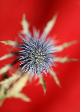 Wild flower blossom macro