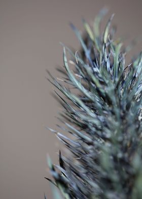 Flower eryngium alpinum