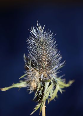 Eryngium alpinum flowering