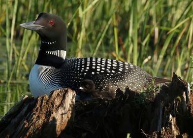 Proud mother loon