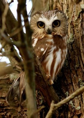 Northern saw whet owl