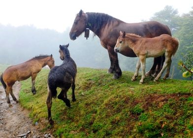 Free range horses