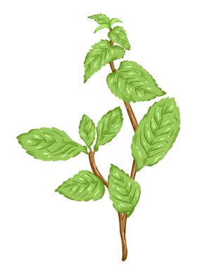 Mint Botanical Art