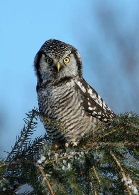 Atop a fallen branch