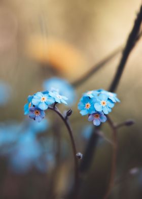 Drops of the sky