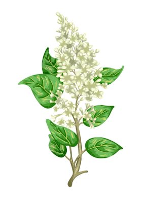 White Lilac Botanical Art