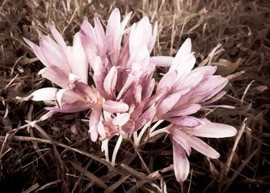 Vintage purple Crocus