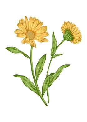 Calendula Botanical Art