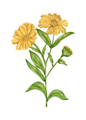 Calendula Botanical Art