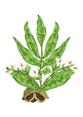 Cardamom Botanical Art