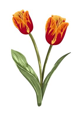 Tulip Botanical Art