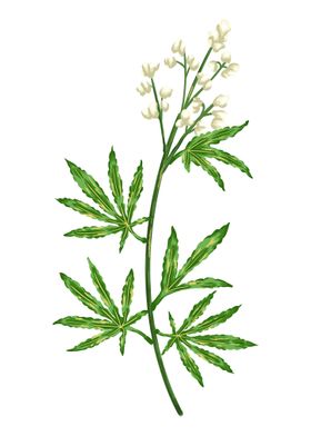 Cannbis Botanical Art