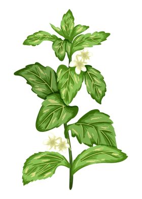 Green Coffee Botanical Art