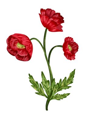 Poppy Botanical Art