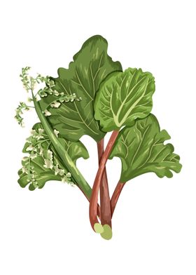 Rhubarb Botanical Art