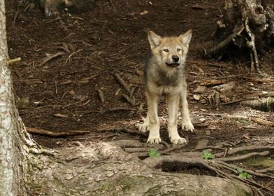 Baby wolf