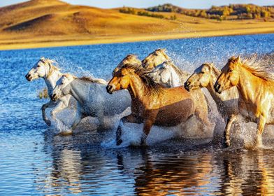 Horses in Water