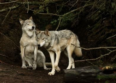 2 timber wolves