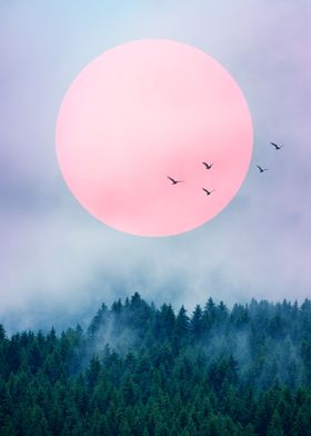 Birds over misty forest