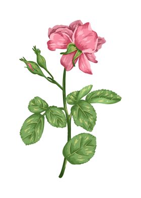 Pink Rose Botanical Art