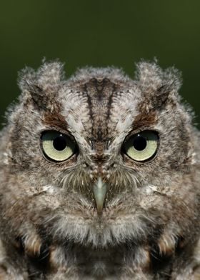 Baby screech owl