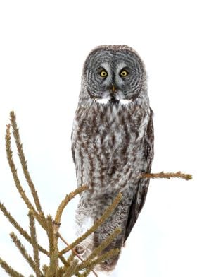 High key great gray owl